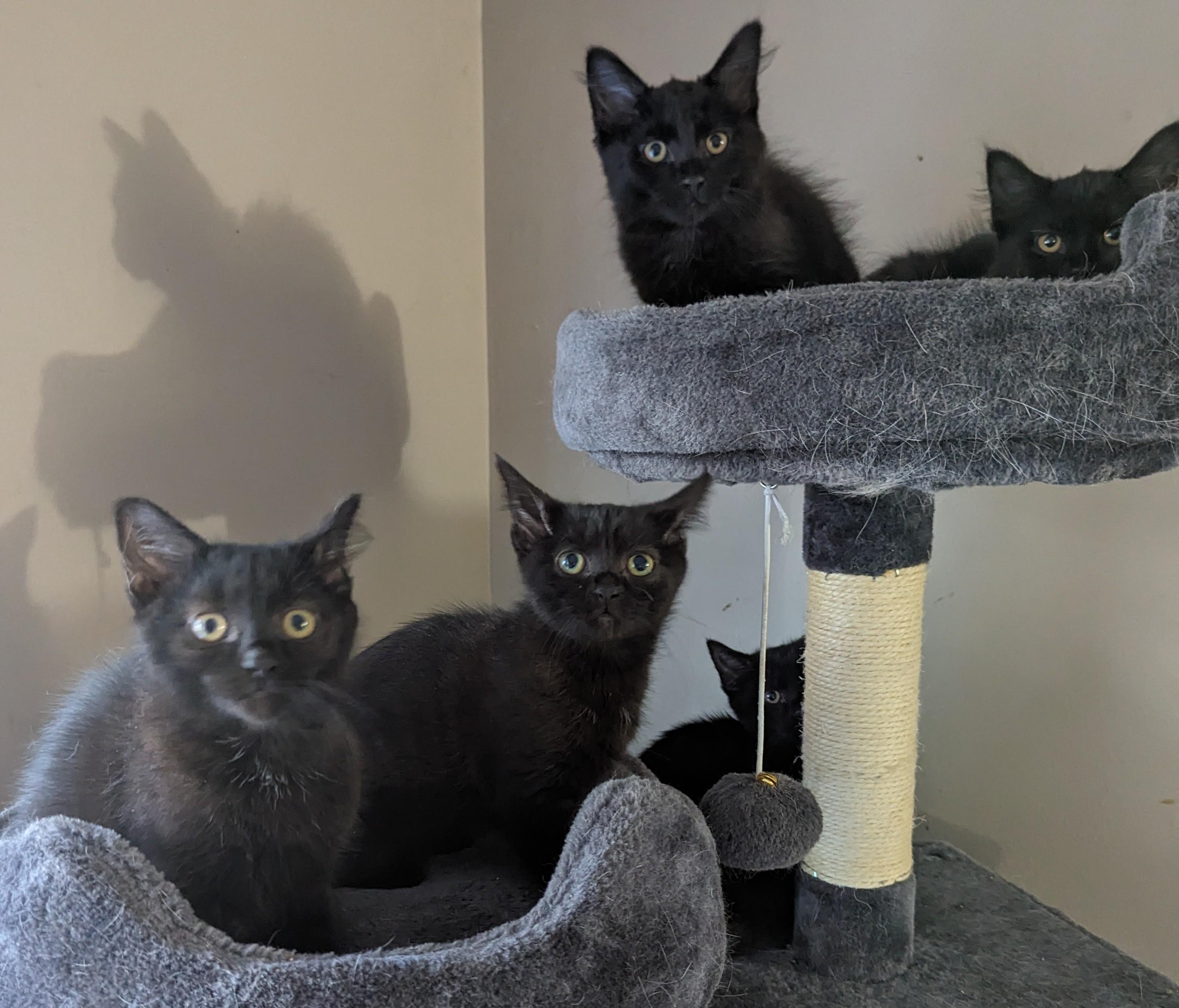 Enlarge Gabby, a Adopted Domestic Short Hair in Xenia, OH image 6/6