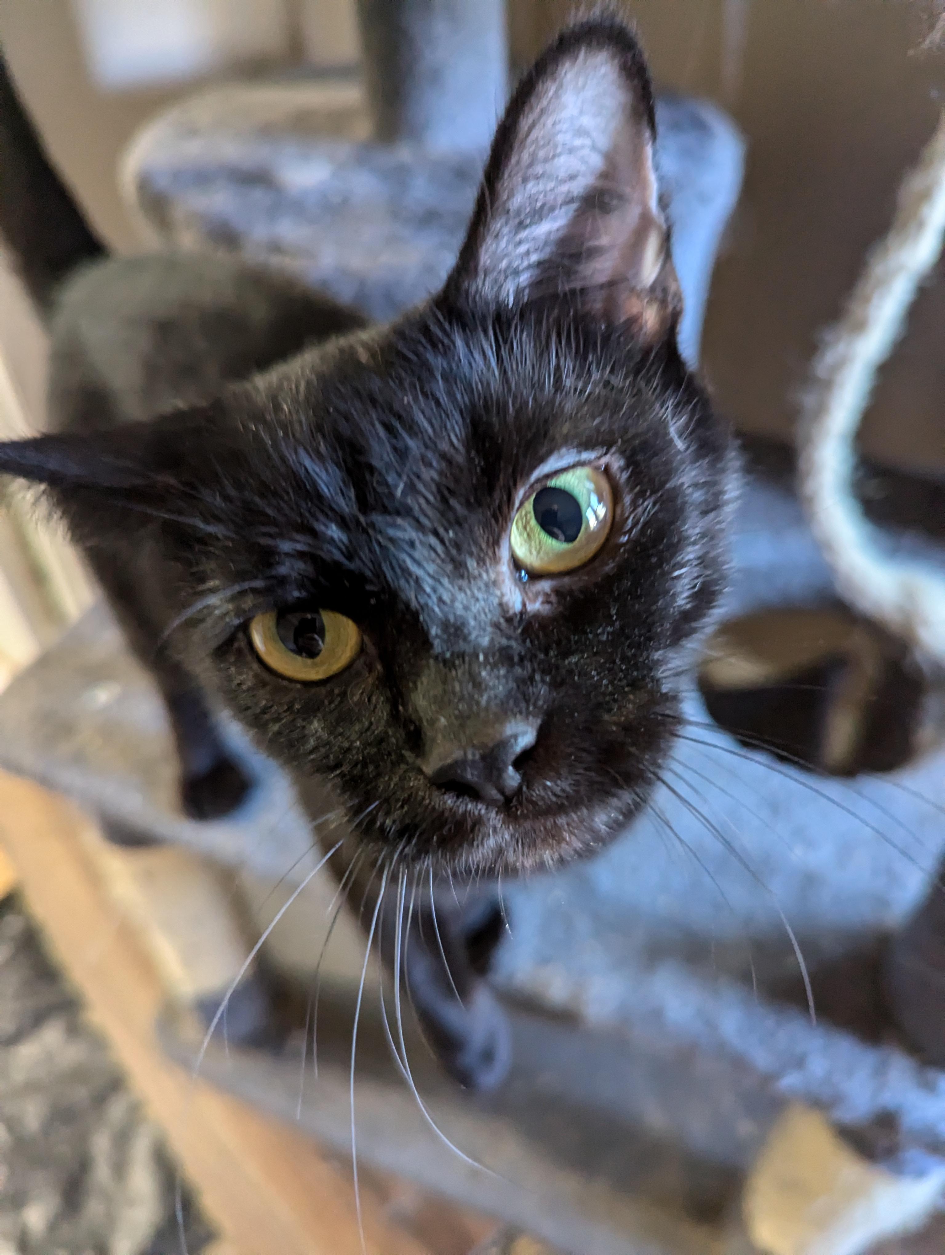 Gabby, Adopted, Adult Female Domestic Short Hair.