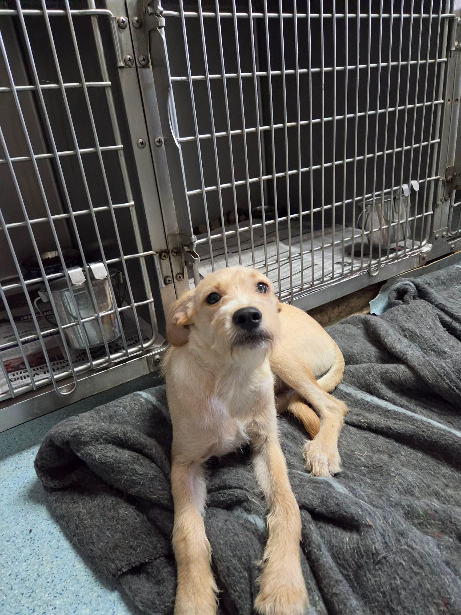 Enlarge Stan, a Adoptable Terrier in El Centro, CA image 1/2