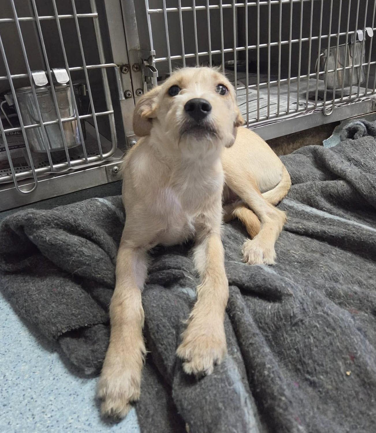 Enlarge Stan, a Adoptable Terrier in El Centro, CA image 2/2