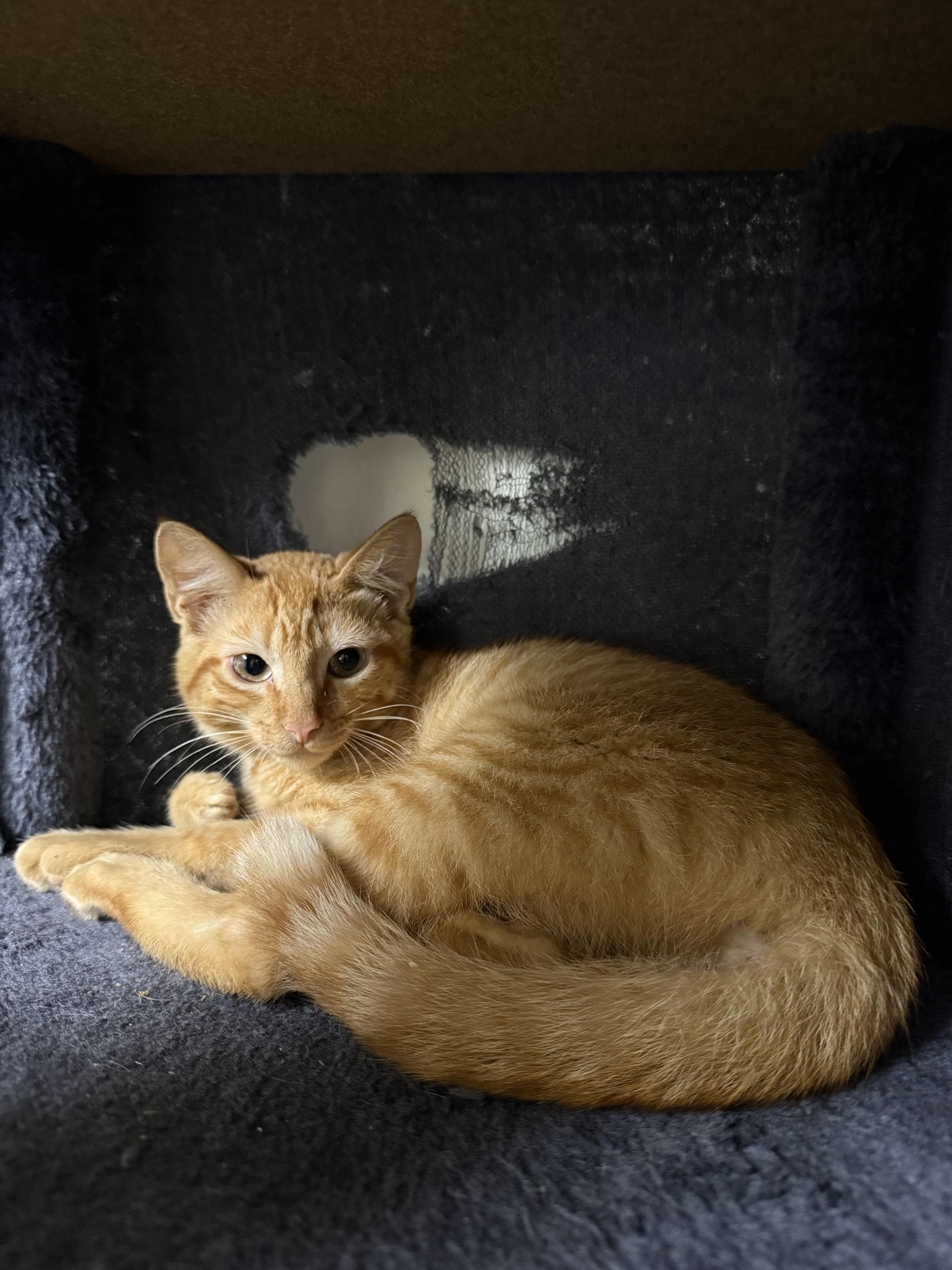 Enlarge Pumpkin, a ADOPTABLE Domestic Short Hair in Hendersonville, TN image 1/1
