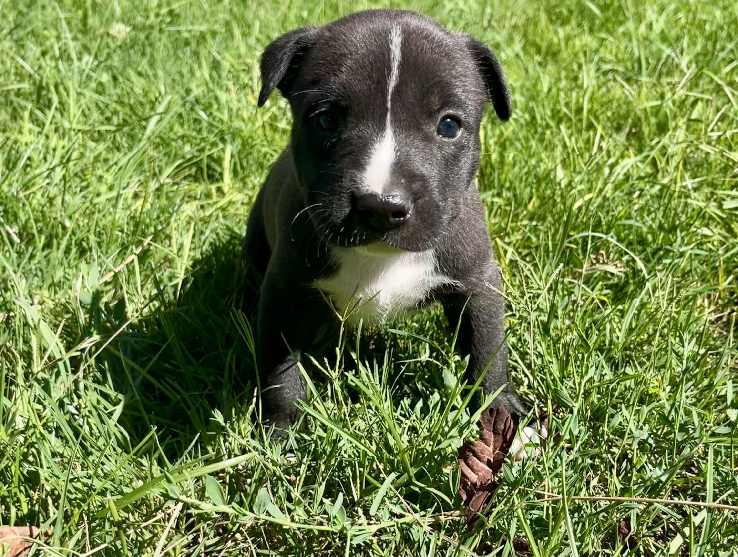 Bella