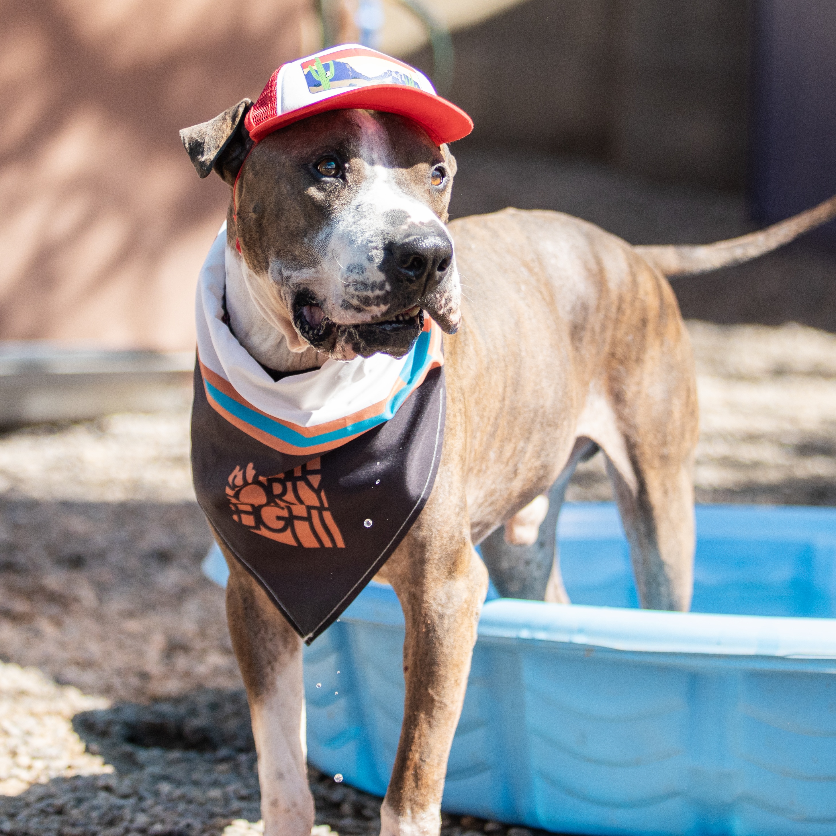 Mush, a Adoptable mixed breed in Phoenix, AZ image 5/6