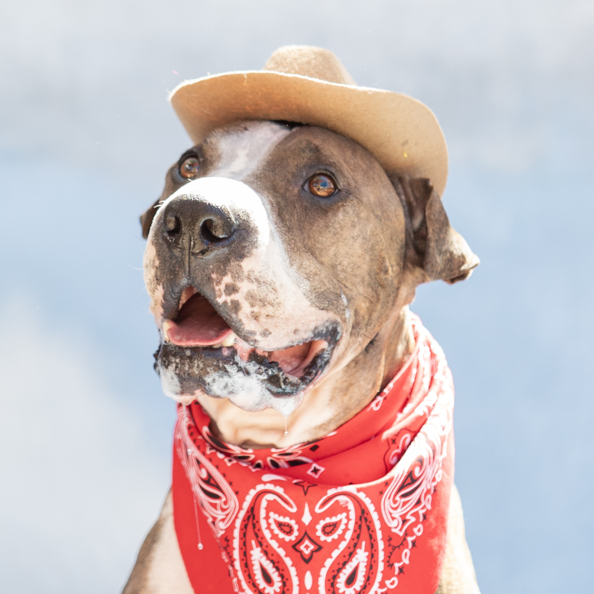 Mush, a Adoptable mixed breed in Phoenix, AZ image 4/6
