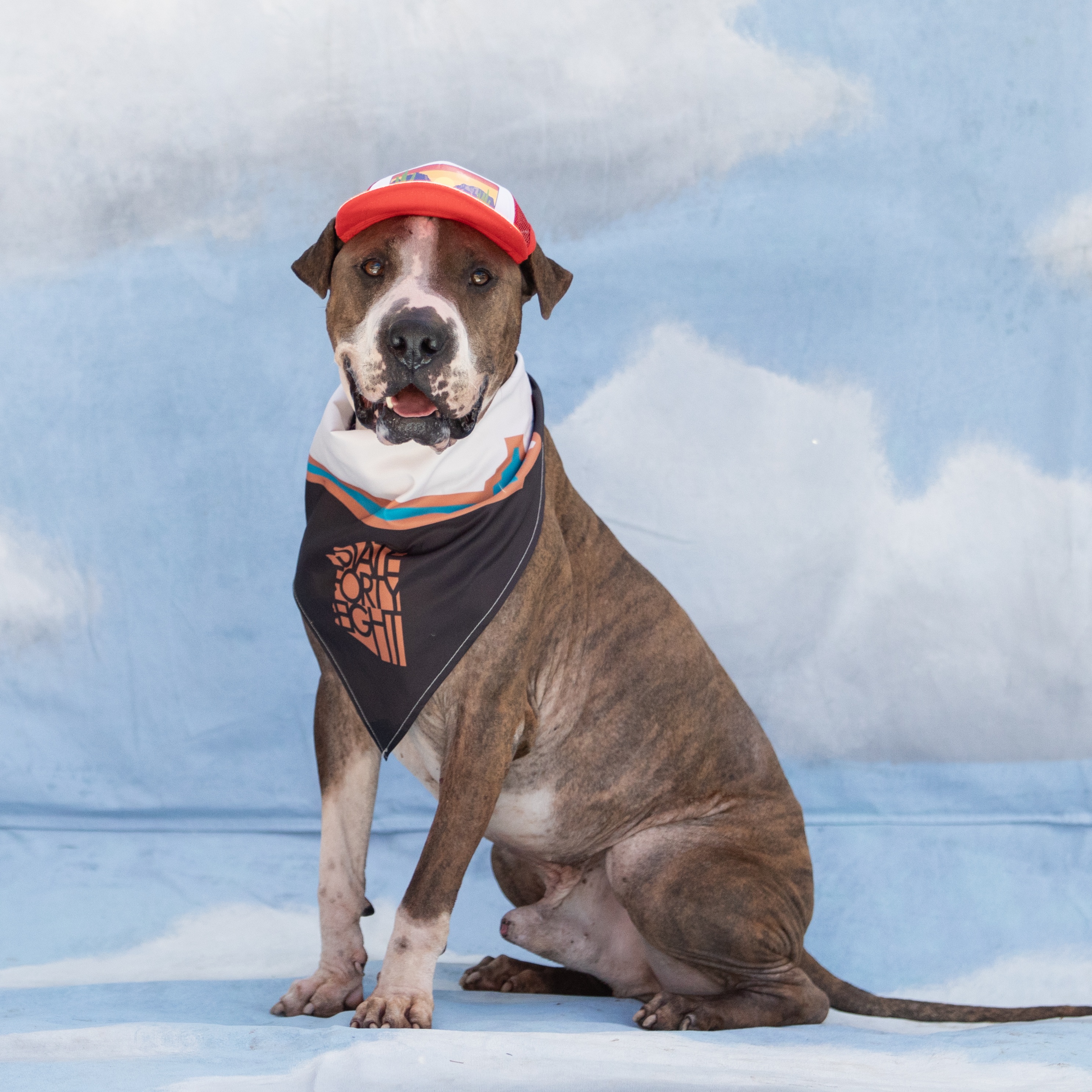 Mush, a Adoptable mixed breed in Phoenix, AZ image 6/6