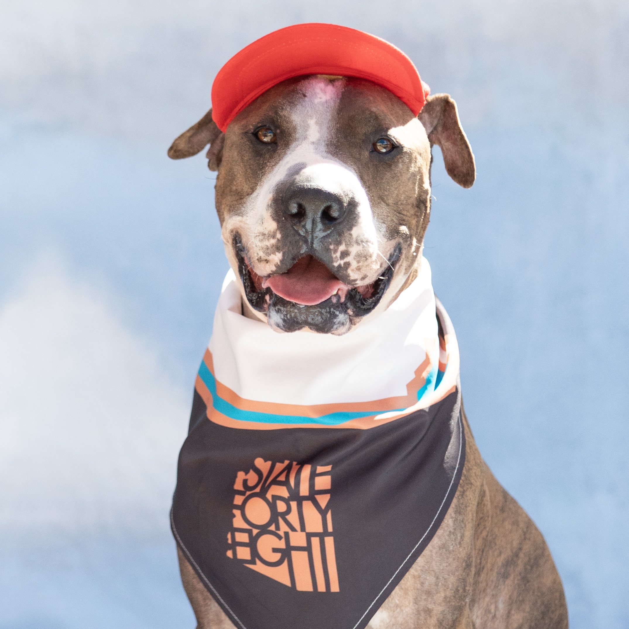 Mush, a Adoptable mixed breed in Phoenix, AZ image 1/6