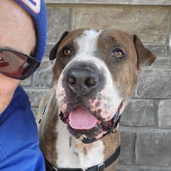 Mush, a Adoptable mixed breed in Phoenix, AZ image 2/6