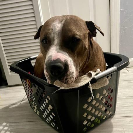 Mush, a Adoptable mixed breed in Phoenix, AZ image 3/6