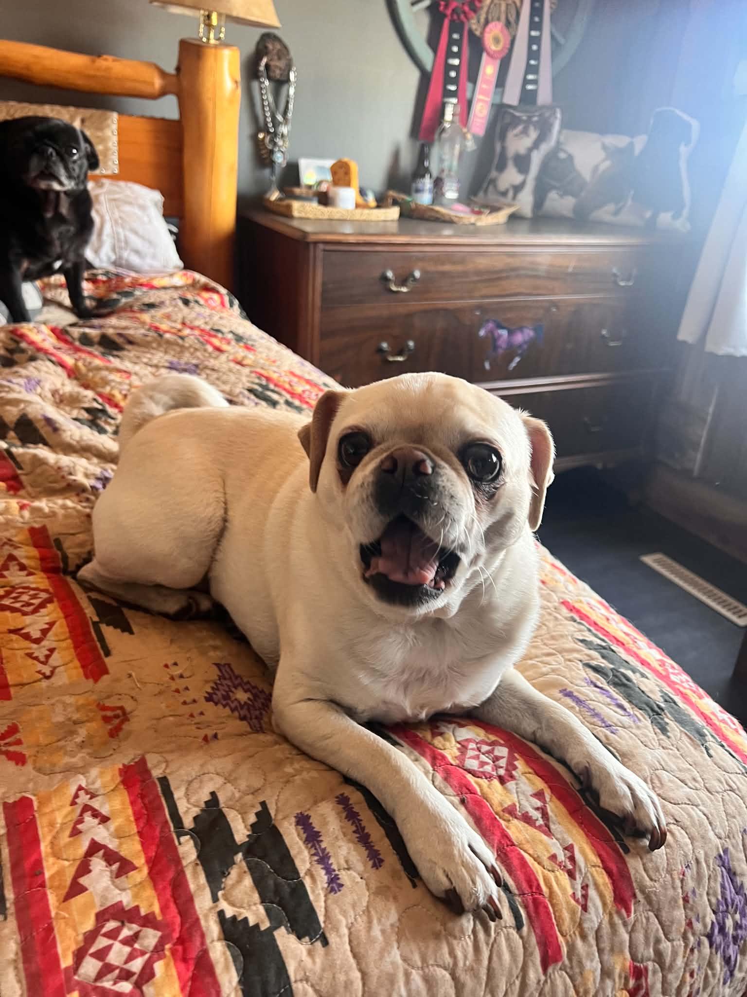 Ilia, ADOPTABLE, Adult Female Pug.