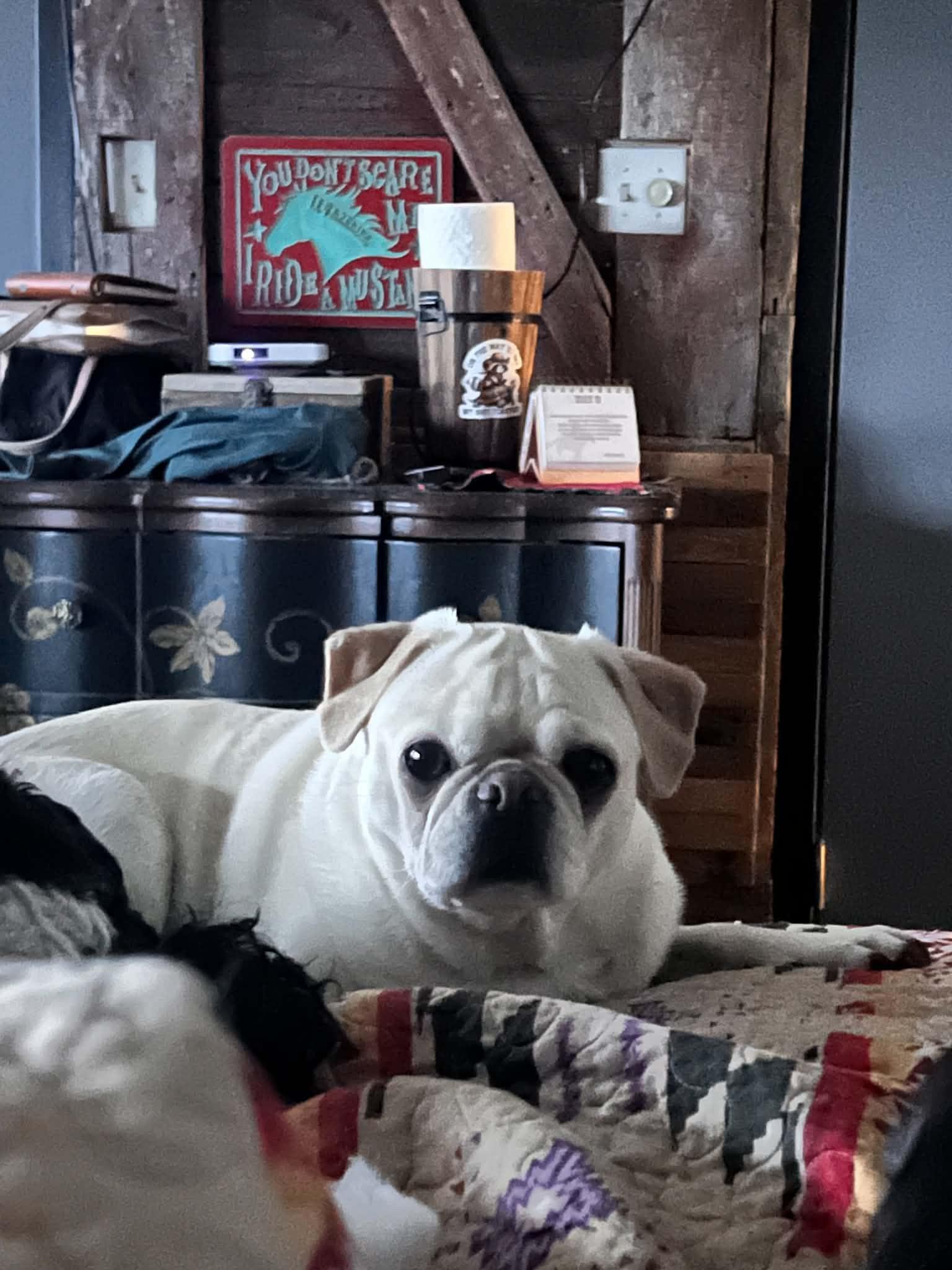 Ilia, a ADOPTABLE Pug in Lincoln, NE image 2/4