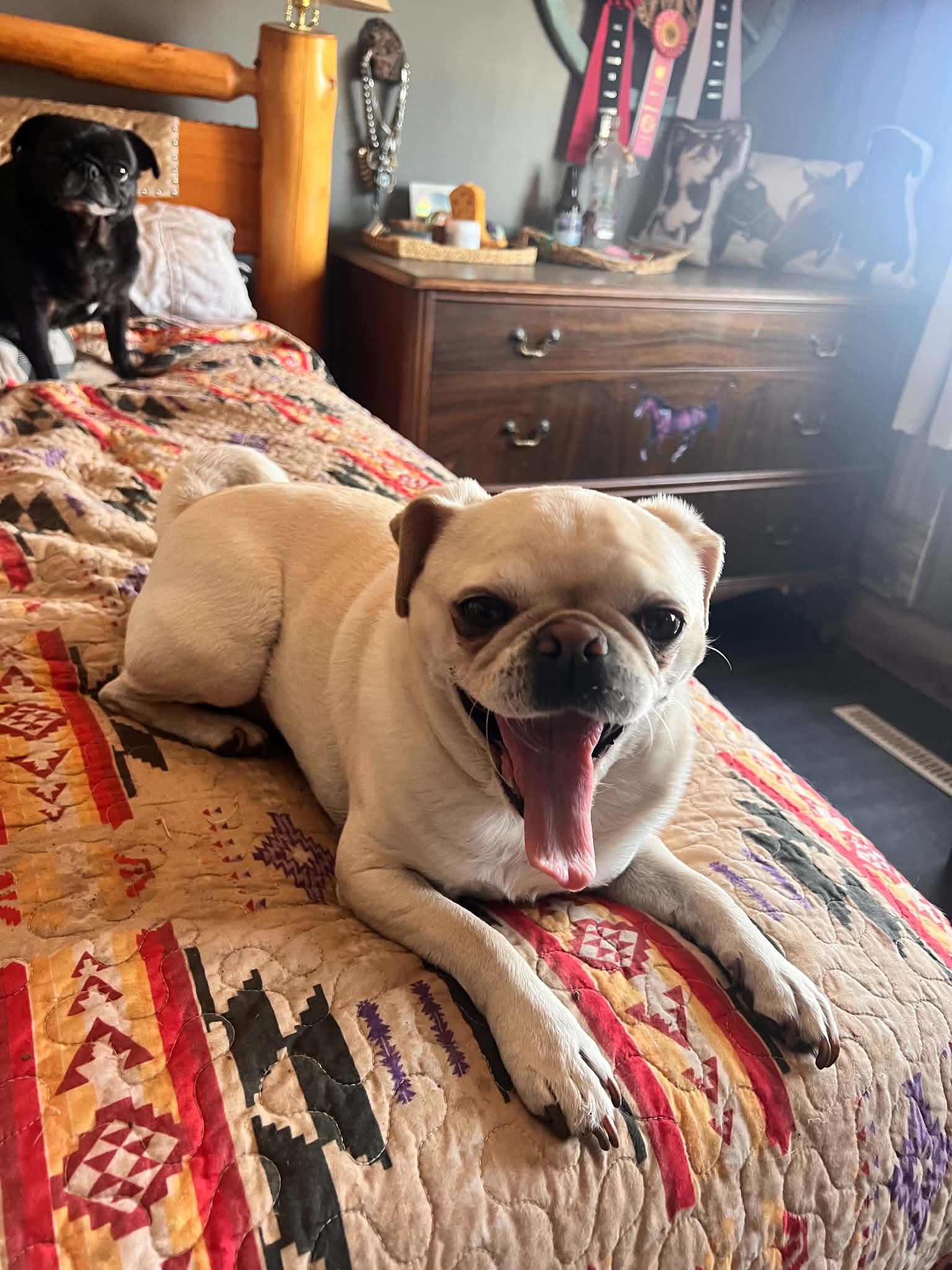 Ilia, a ADOPTABLE Pug in Lincoln, NE image 3/4
