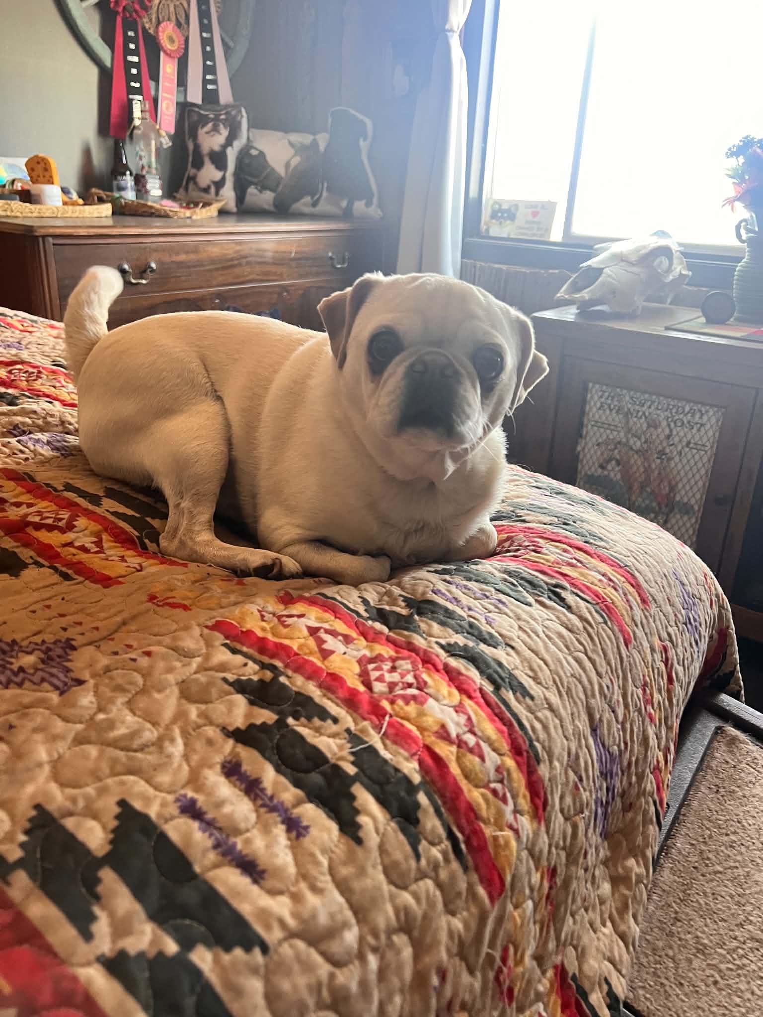 Ilia, a ADOPTABLE Pug in Lincoln, NE image 4/4