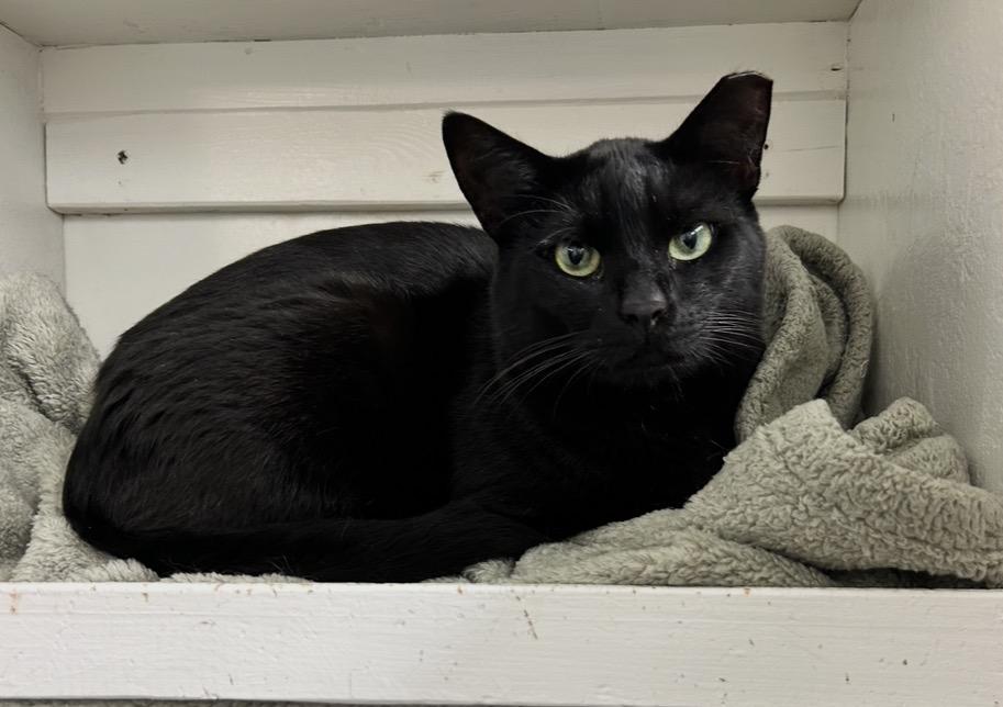 Enlarge Lauder (Bonded with Estee), a ADOPTABLE Domestic Short Hair in Maple Ridge, BC image 3/5