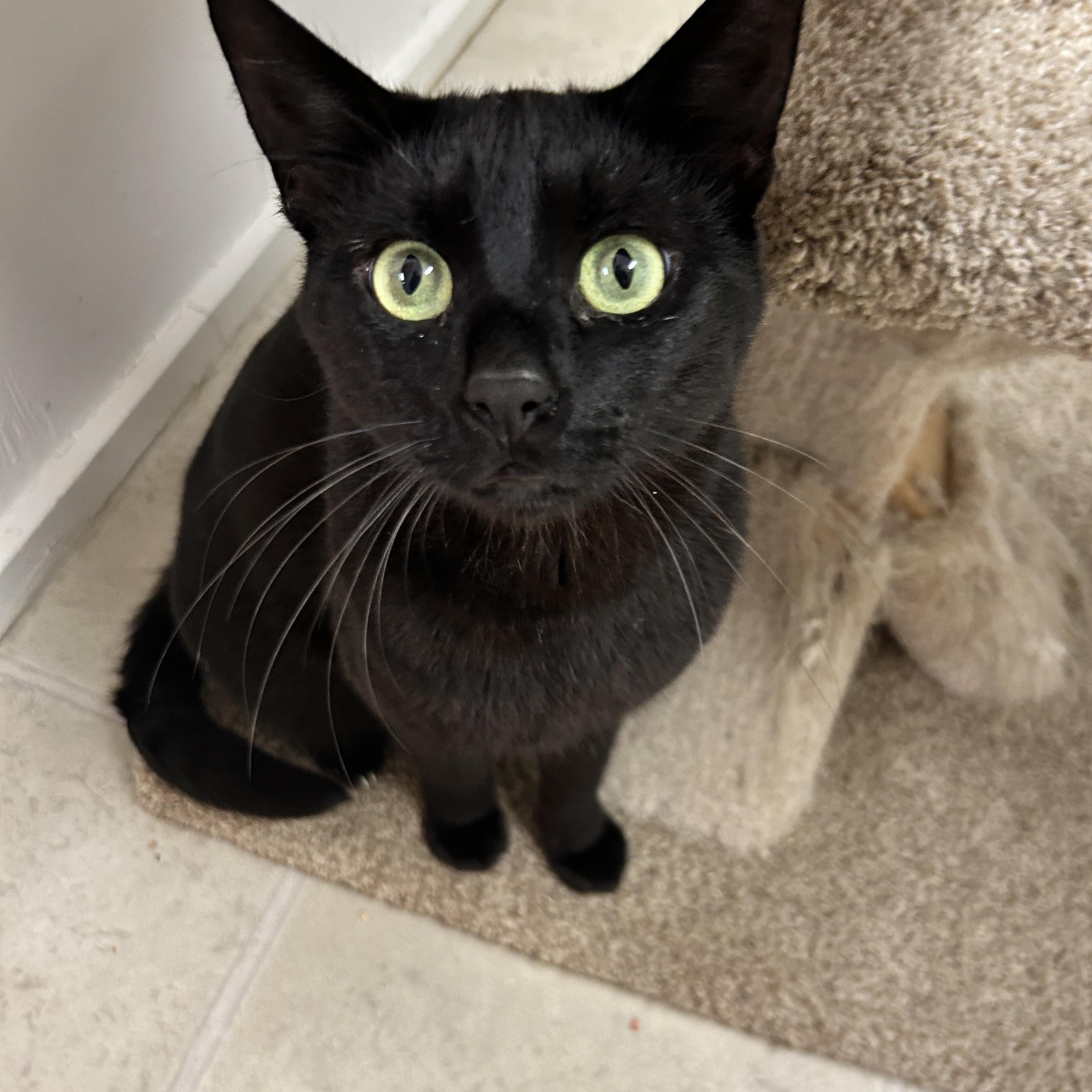 Lauder , adoptable, Young Male Domestic Short Hair.