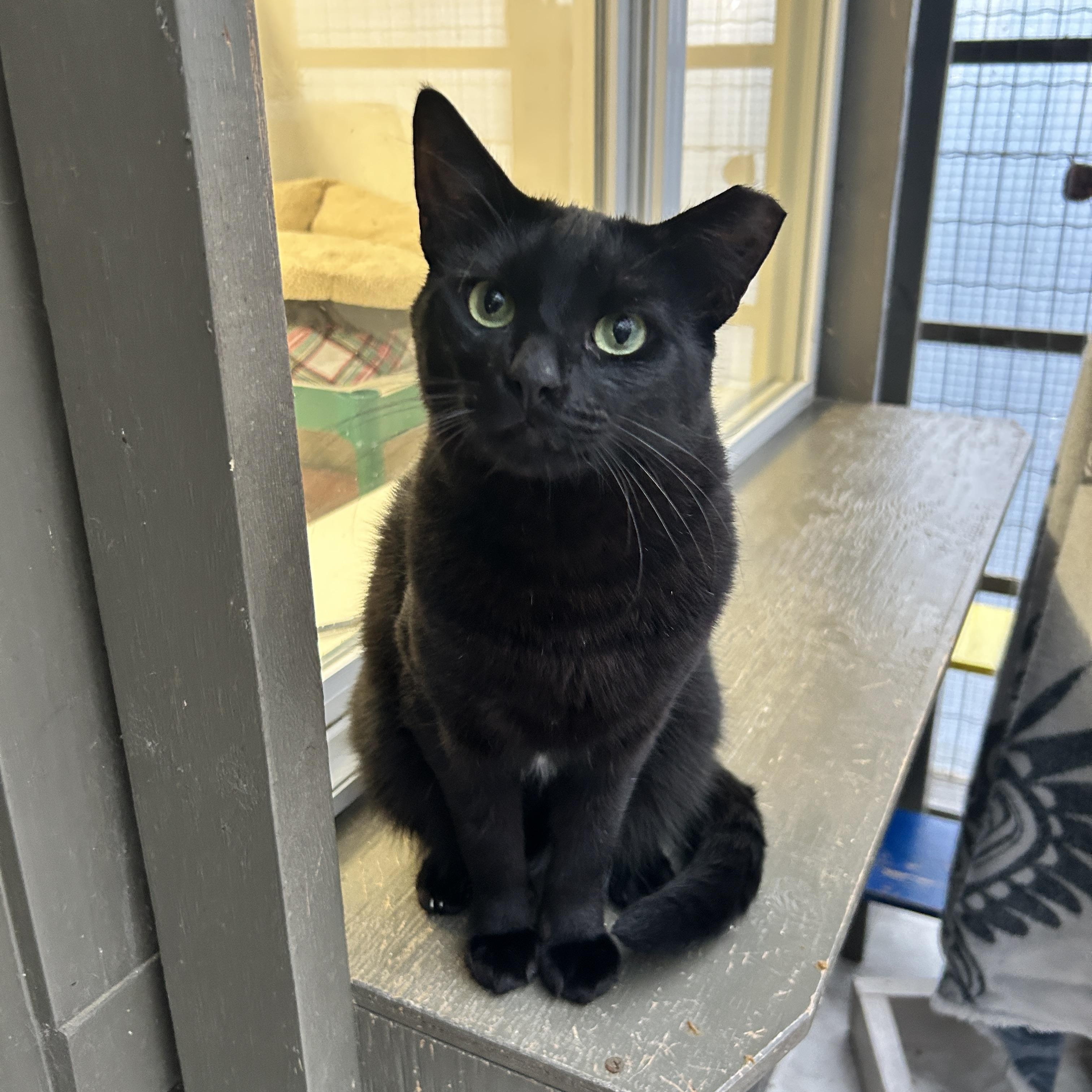 Enlarge Lauder (Bonded with Estee), a ADOPTABLE Domestic Short Hair in Maple Ridge, BC image 1/5