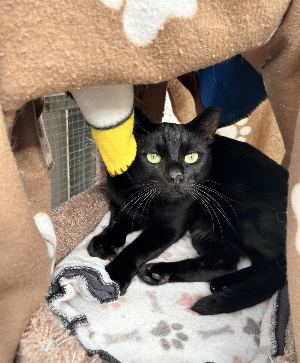 Enlarge Lauder , an adoptable Domestic Short Hair in Maple Ridge, BC image 3/6