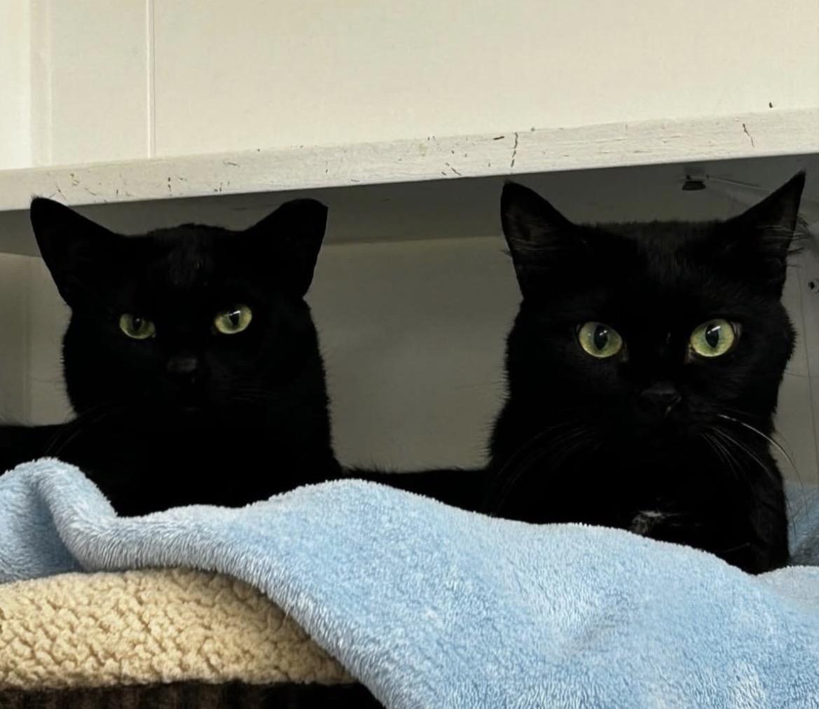 Enlarge Lauder (Bonded with Estee), a ADOPTABLE Domestic Short Hair in Maple Ridge, BC image 2/5