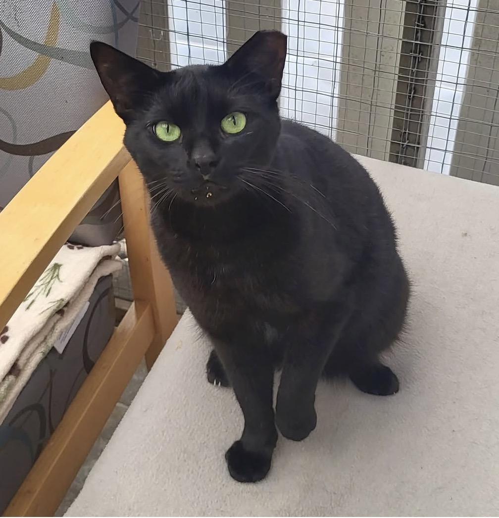 Enlarge Lauder , an adoptable Domestic Short Hair in Maple Ridge, BC image 5/6