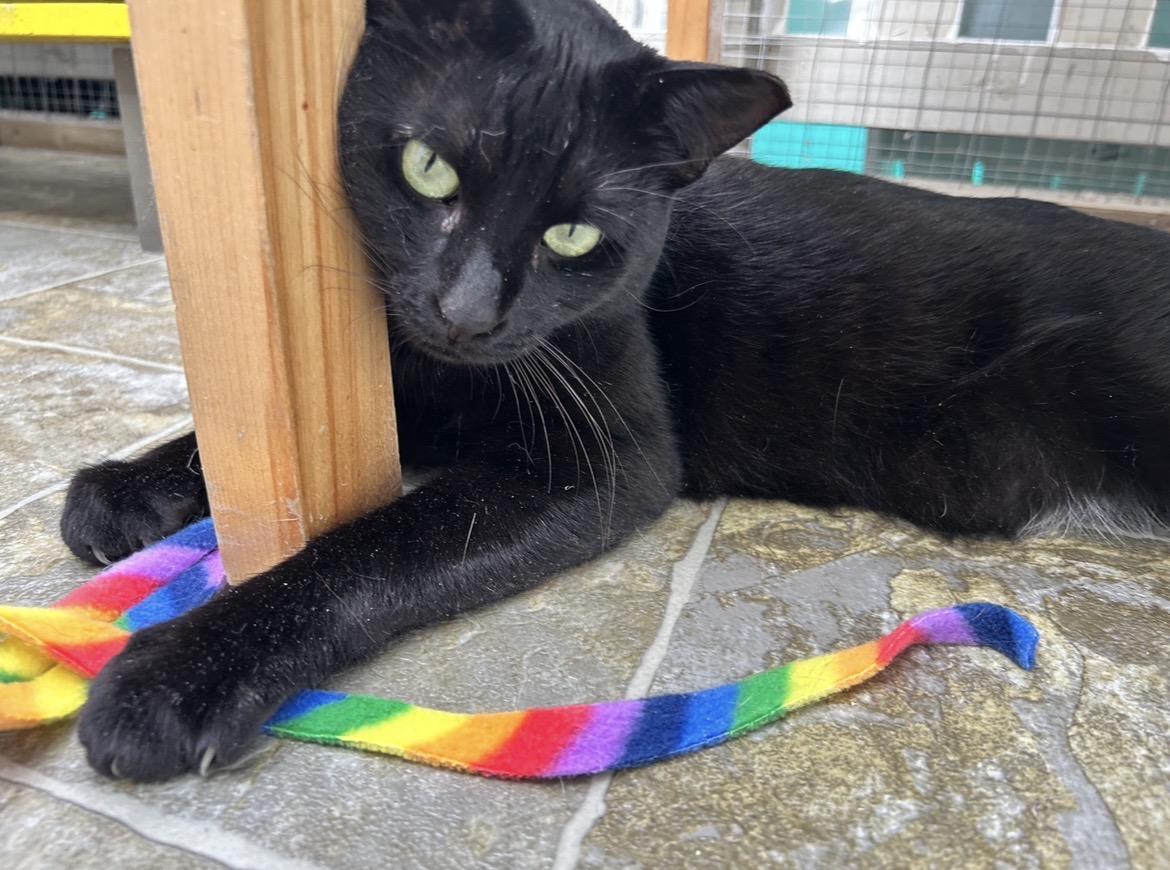 Enlarge Lauder , an adoptable Domestic Short Hair in Maple Ridge, BC image 1/6