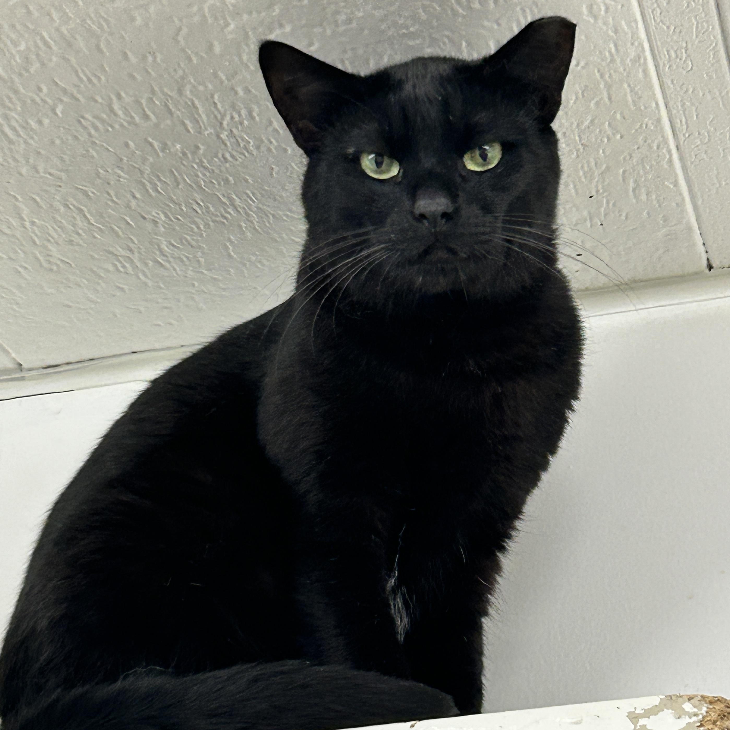 Enlarge Lauder (Bonded with Estee), a ADOPTABLE Domestic Short Hair in Maple Ridge, BC image 5/5