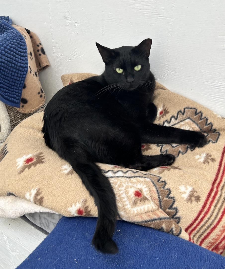 Enlarge Lauder , an adoptable Domestic Short Hair in Maple Ridge, BC image 4/6