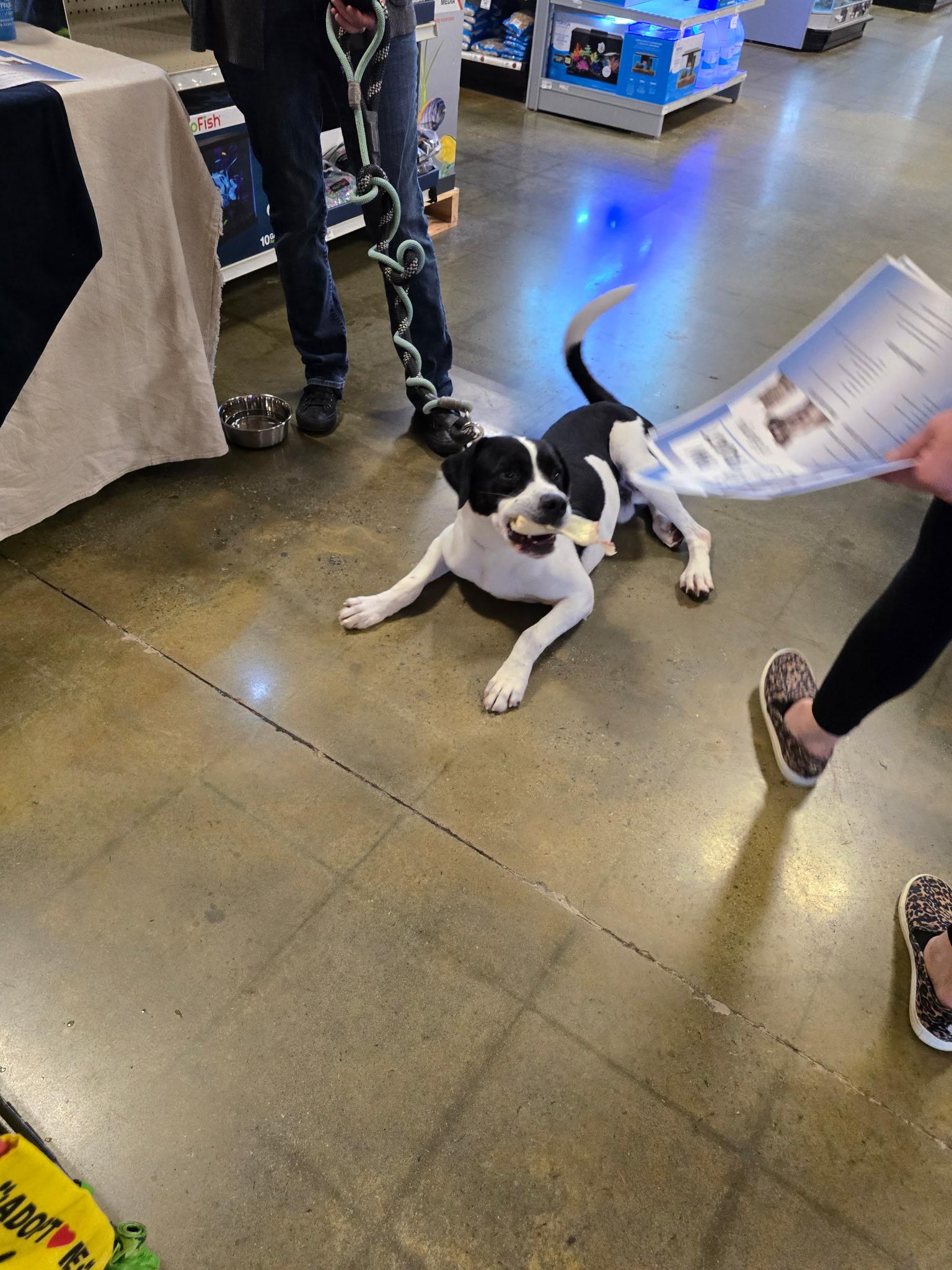 Enlarge Oreo, a ADOPTABLE mixed breed in Grayson, GA image 5/5