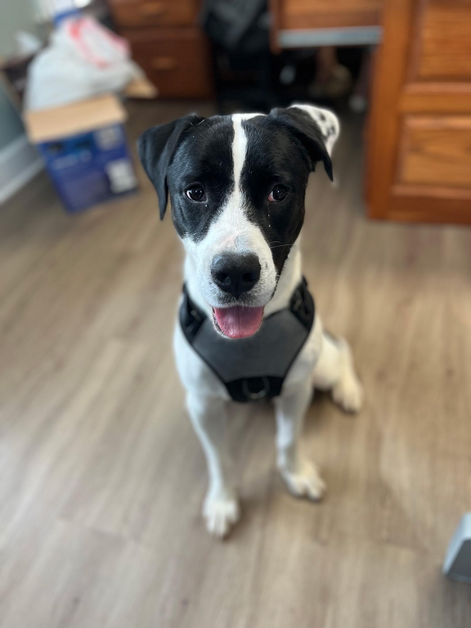 Enlarge Oreo, a ADOPTABLE mixed breed in Grayson, GA image 4/5