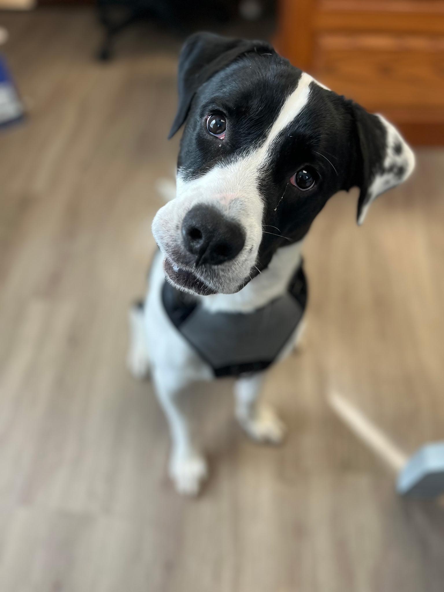 Enlarge Oreo, a ADOPTABLE mixed breed in Grayson, GA image 2/5