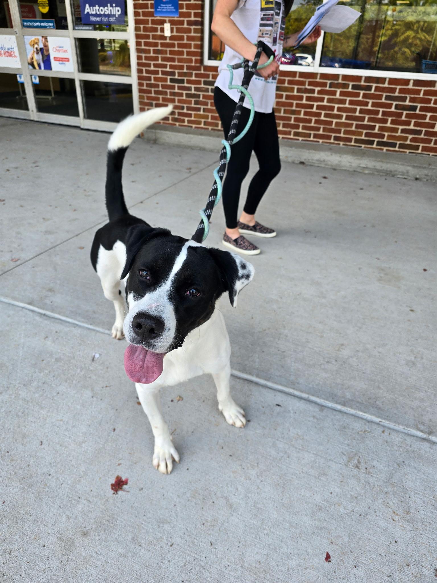 Enlarge Oreo, a ADOPTABLE mixed breed in Grayson, GA image 3/5