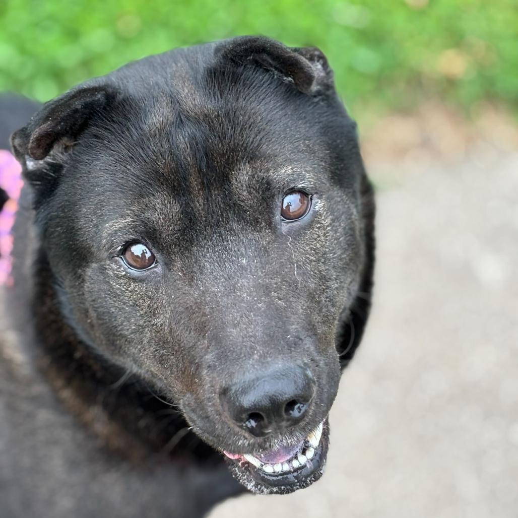 Enlarge Edgar Allen Potato, a Adoptable Mixed Breed in Davenport, IA image 1/6