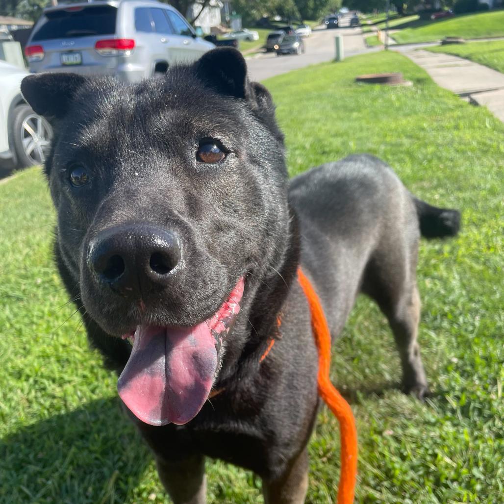Enlarge Edgar Allen Potato, a Adoptable Mixed Breed in Davenport, IA image 2/6