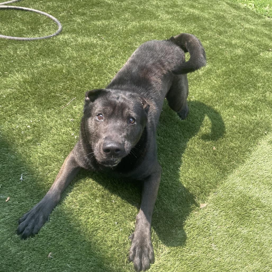 Enlarge Edgar Allen Potato, a Adoptable Mixed Breed in Davenport, IA image 2/6