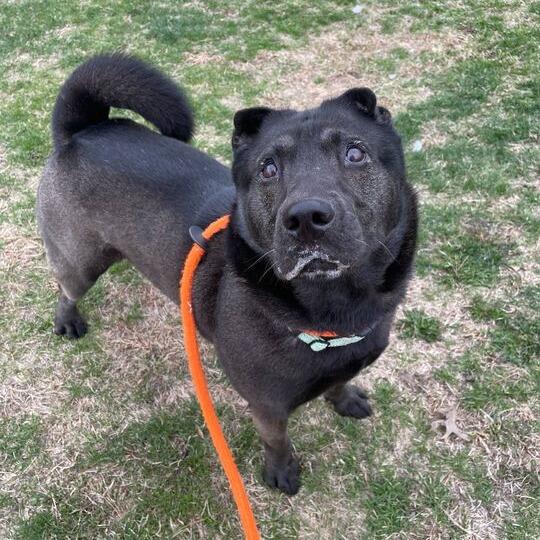 Enlarge Edgar Allen Potato, a Adoptable Mixed Breed in Davenport, IA image 3/6