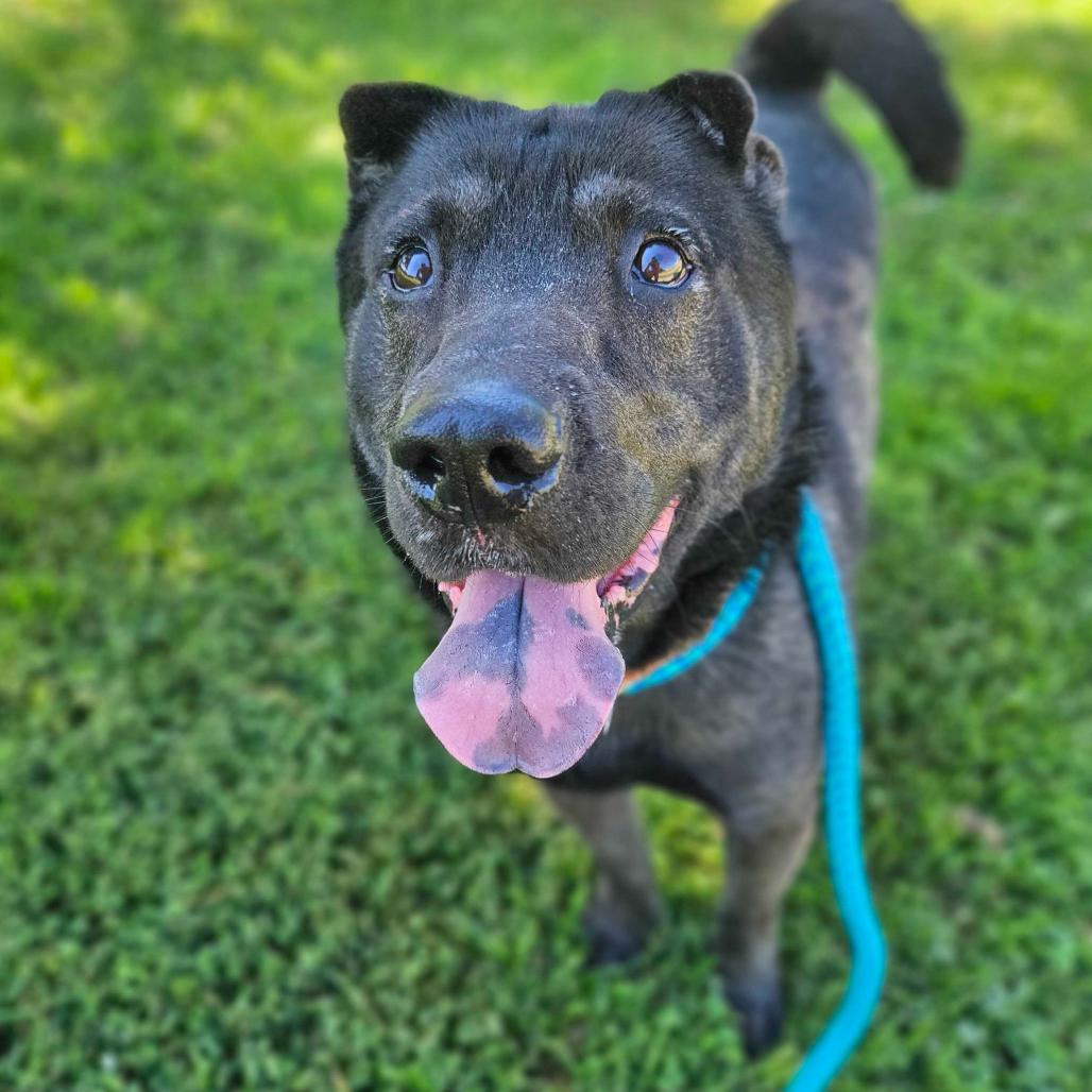 Enlarge Edgar Allen Potato, a Adoptable Mixed Breed in Davenport, IA image 4/6