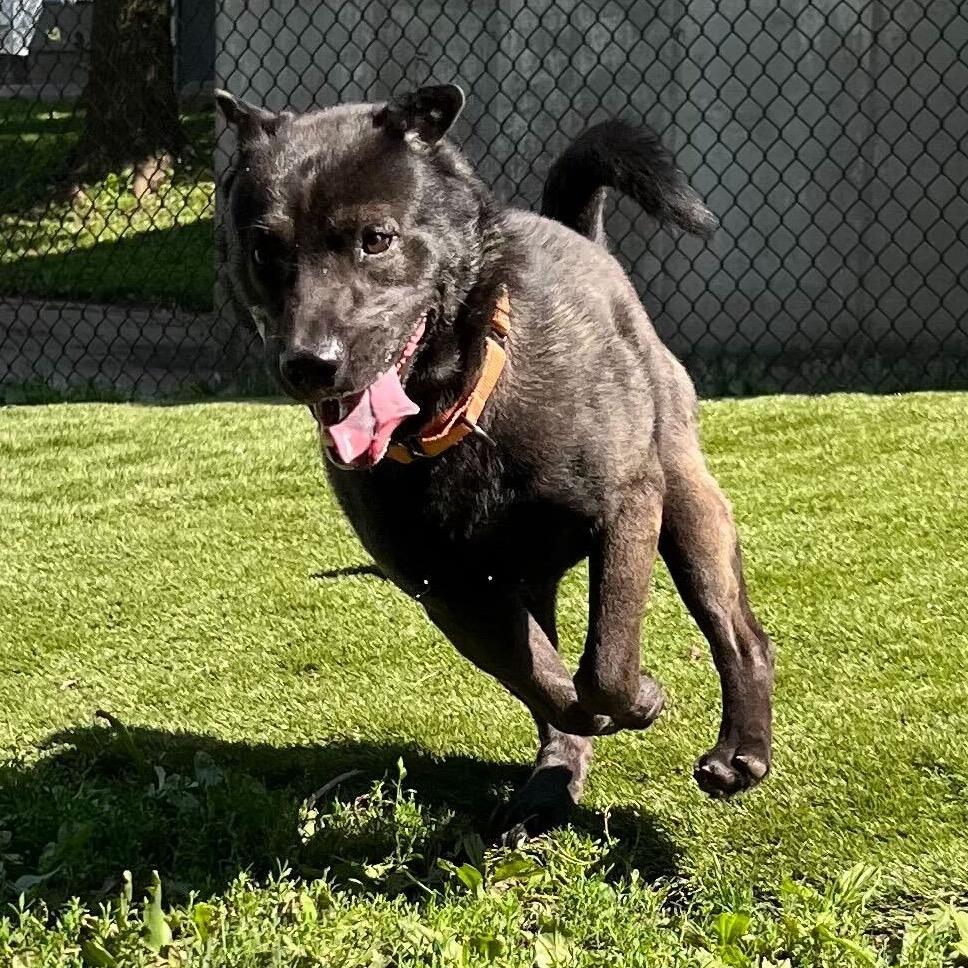 Enlarge Edgar Allen Potato, a Adoptable Mixed Breed in Davenport, IA image 5/6