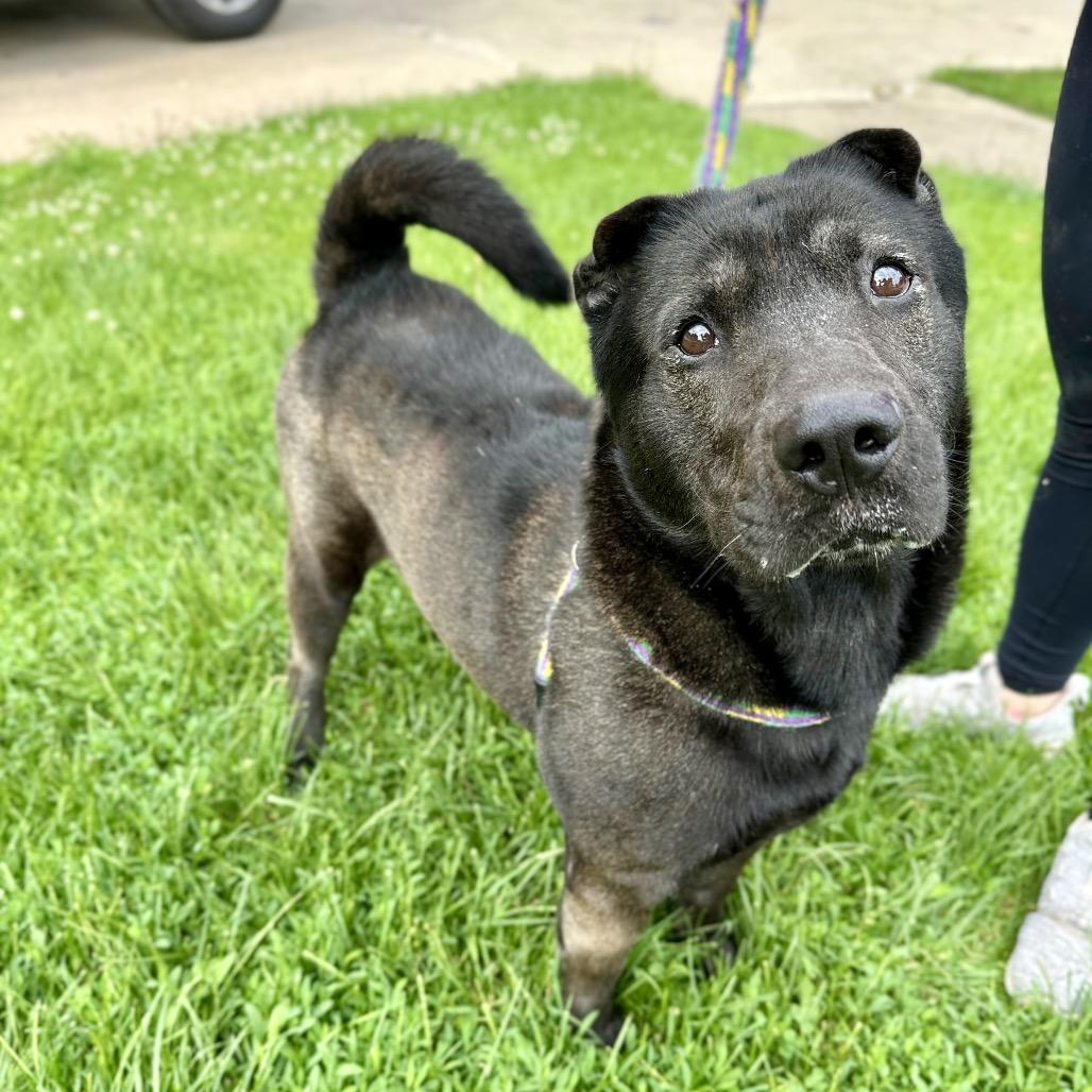 Enlarge Edgar Allen Potato, a Adoptable Mixed Breed in Davenport, IA image 6/6
