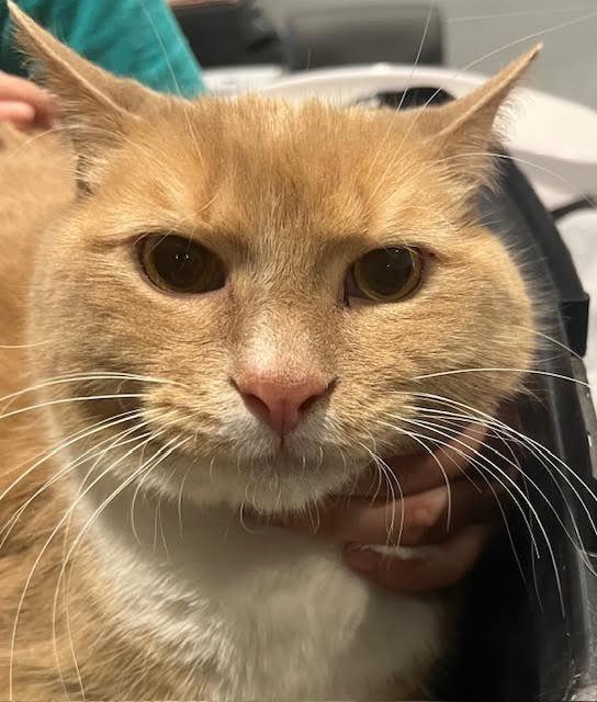 Capone - In a Foster Home!, Adoptable, Adult Male Domestic Short Hair.