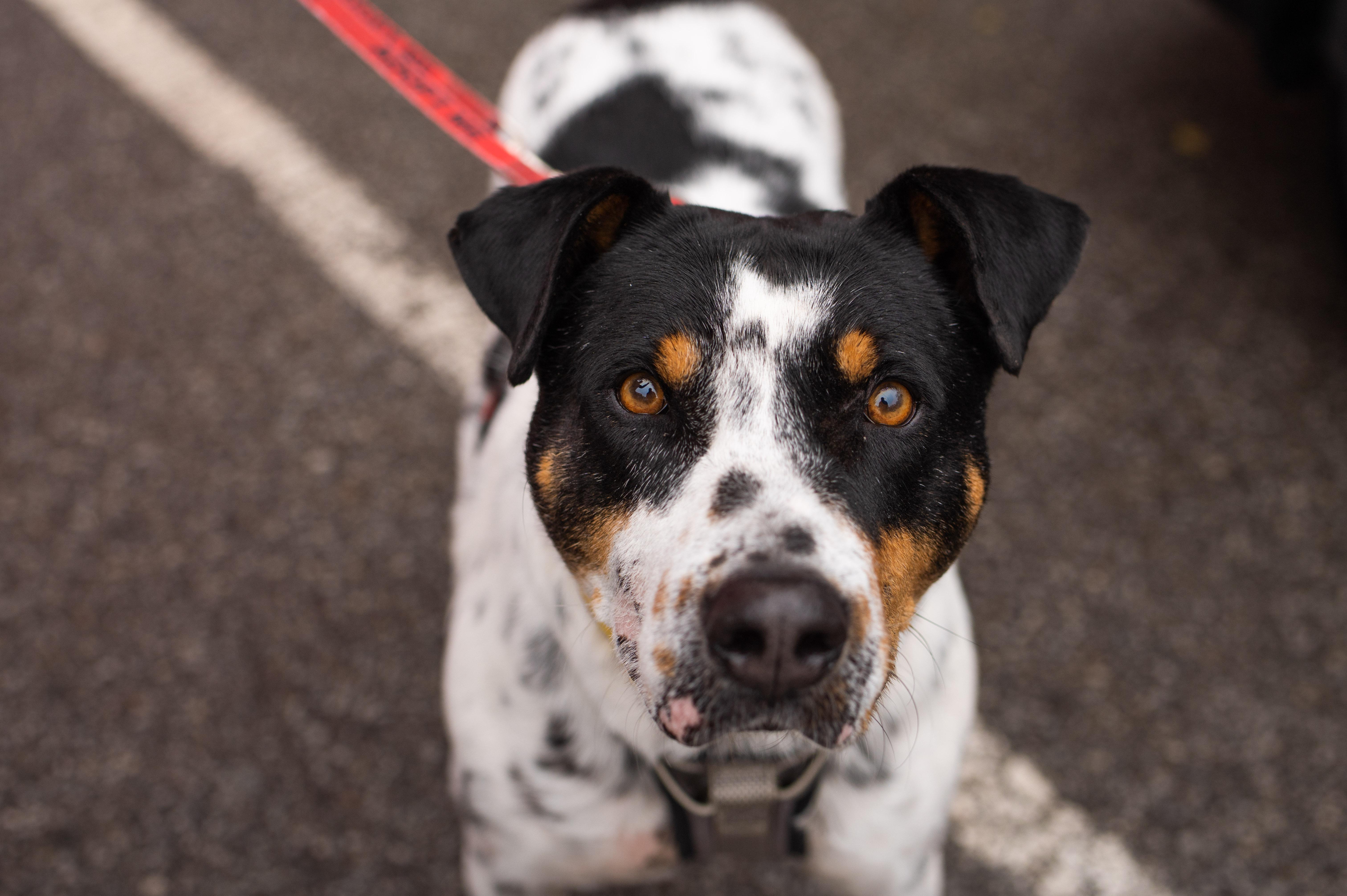 Enlarge Kiko, a Adoptable Mixed Breed in Mississauga, ON image 1/4