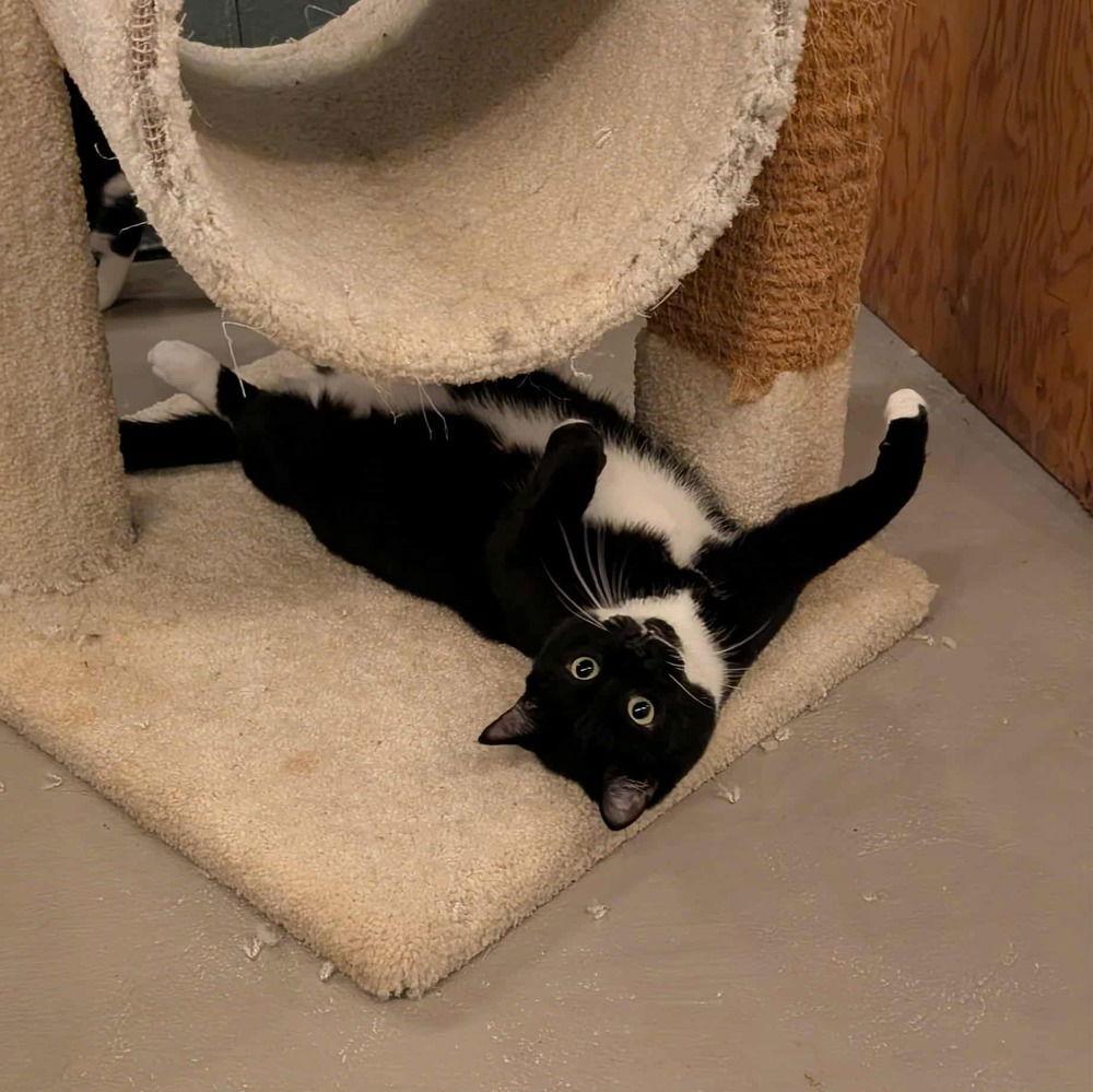 Boots 'A' Doots, Adoptable, Adult Male Domestic Short Hair.