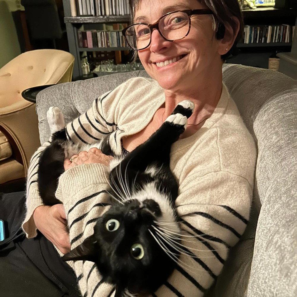 Boots 'A' Doots, Adoptable, Adult Male Domestic Short Hair.