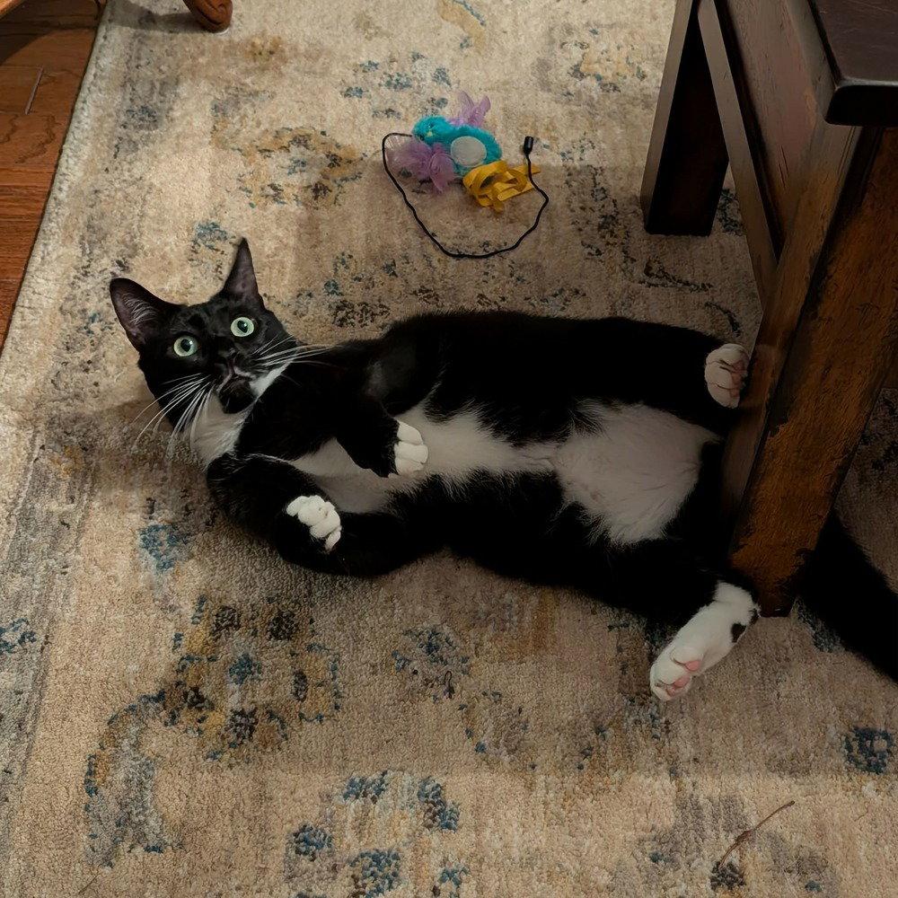 Enlarge Boots 'A' Doots, a Adoptable Domestic Short Hair in Candler, NC image 3/3