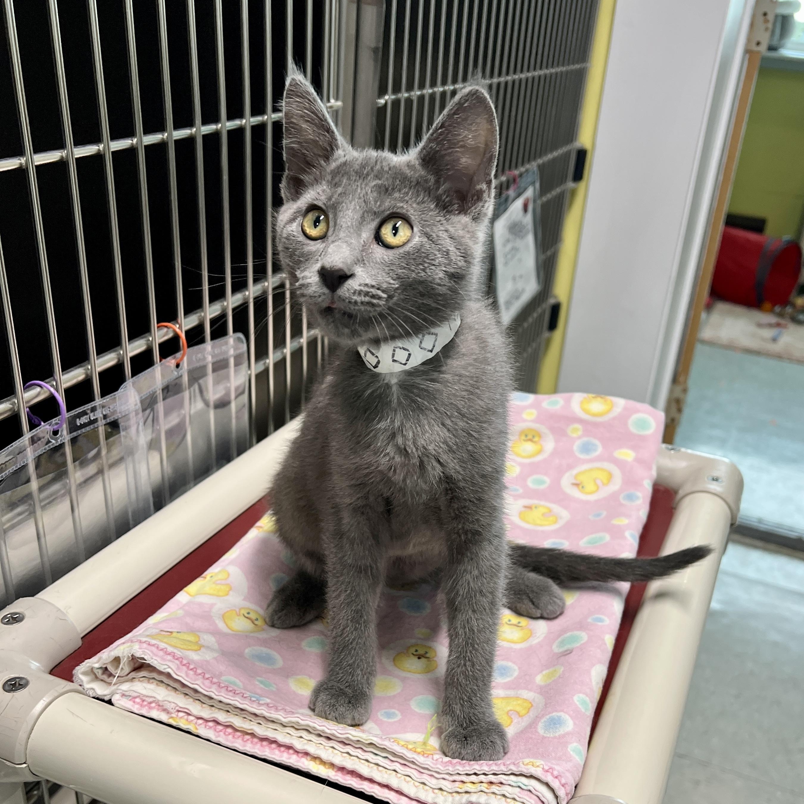Allen, a Adoptable Domestic Short Hair in Jamestown, ND image 1/2