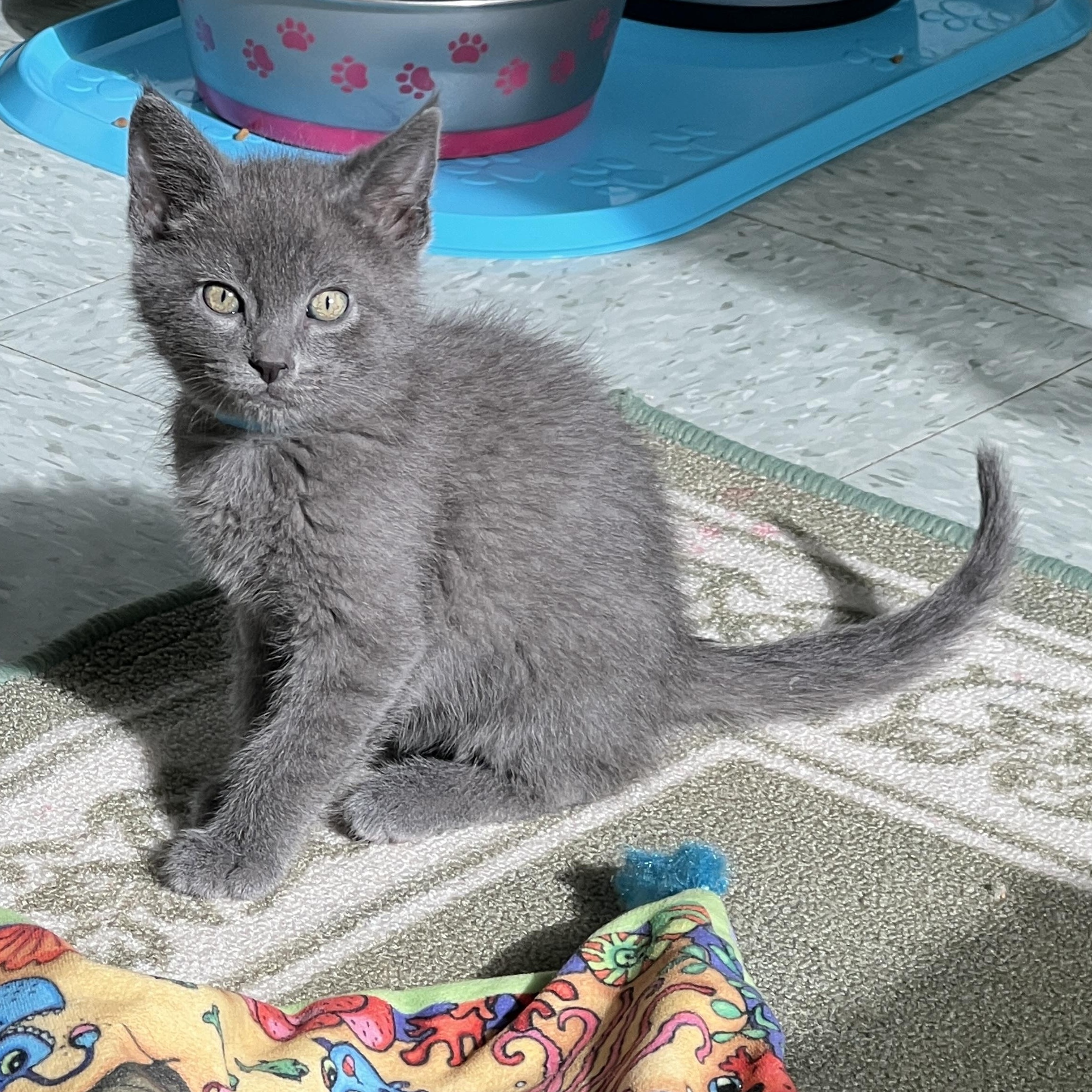 Allen, a Adoptable Domestic Short Hair in Jamestown, ND image 2/2