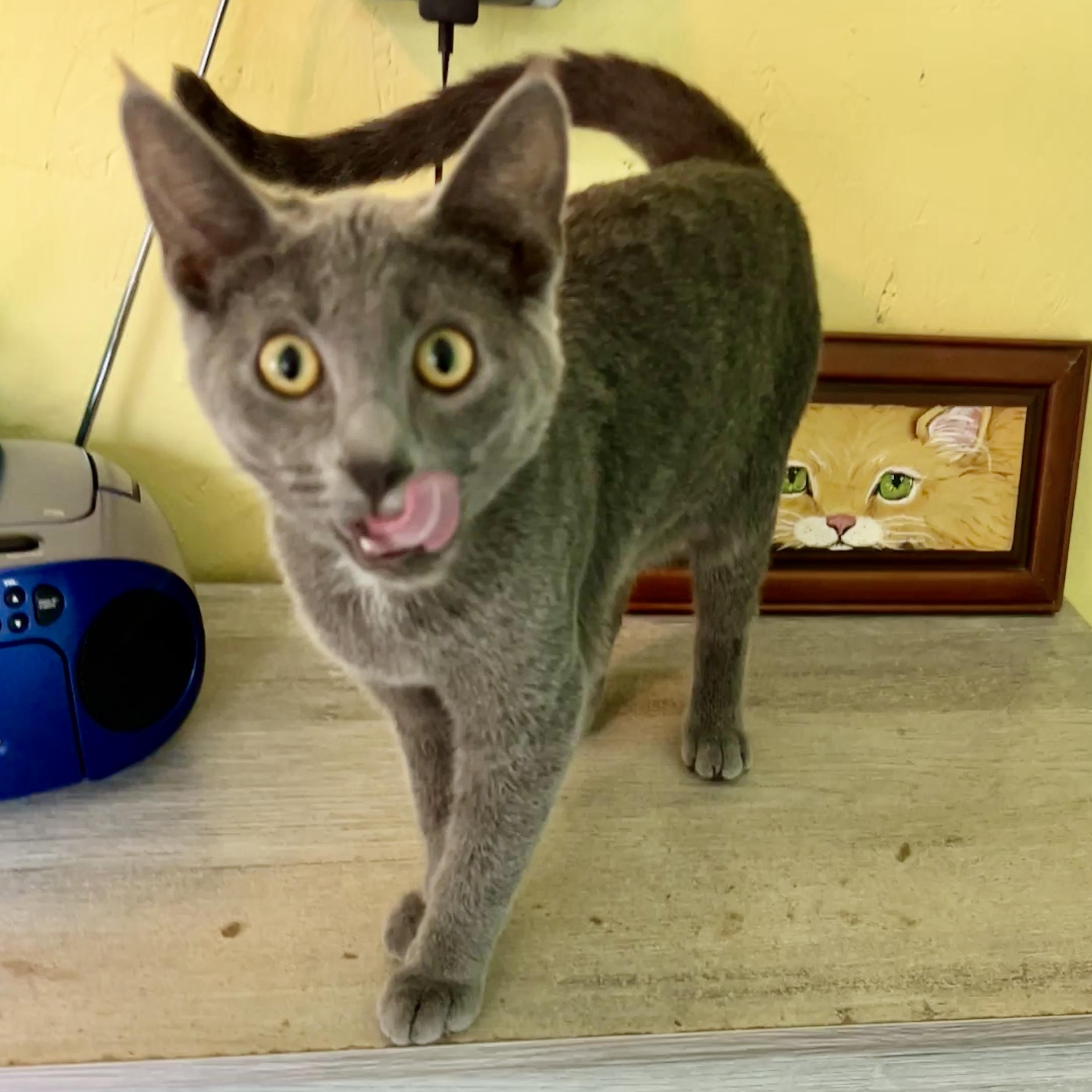 Enlarge Allen, a Adoptable Domestic Short Hair in Jamestown, ND image 2/3