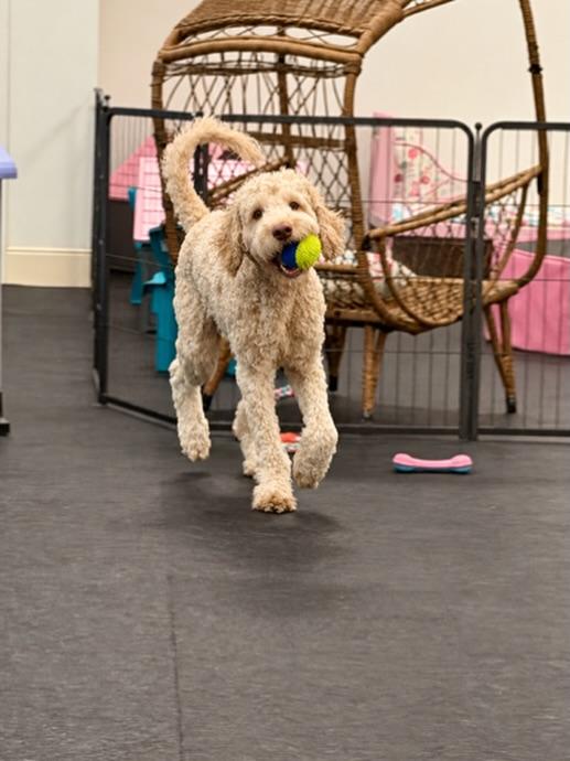 Enlarge Sebastian - FOSTER/FOSTER TO ADOPT, a Adoptable Goldendoodle in Miami, FL image 5/5