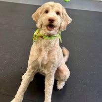 Enlarge Sebastian - FOSTER/FOSTER TO ADOPT, a ADOPTABLE Goldendoodle in Miami, FL image 2/4