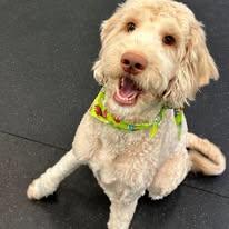 Enlarge Sebastian - FOSTER/FOSTER TO ADOPT, a ADOPTABLE Goldendoodle in Miami, FL image 3/4