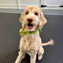 Enlarge Sebastian - FOSTER/FOSTER TO ADOPT, a ADOPTABLE Goldendoodle in Miami, FL image 4/4