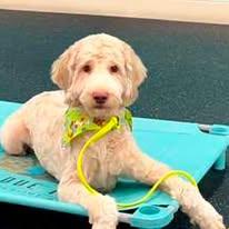 Enlarge Sebastian - FOSTER/FOSTER TO ADOPT, a ADOPTABLE Goldendoodle in Miami, FL image 1/4