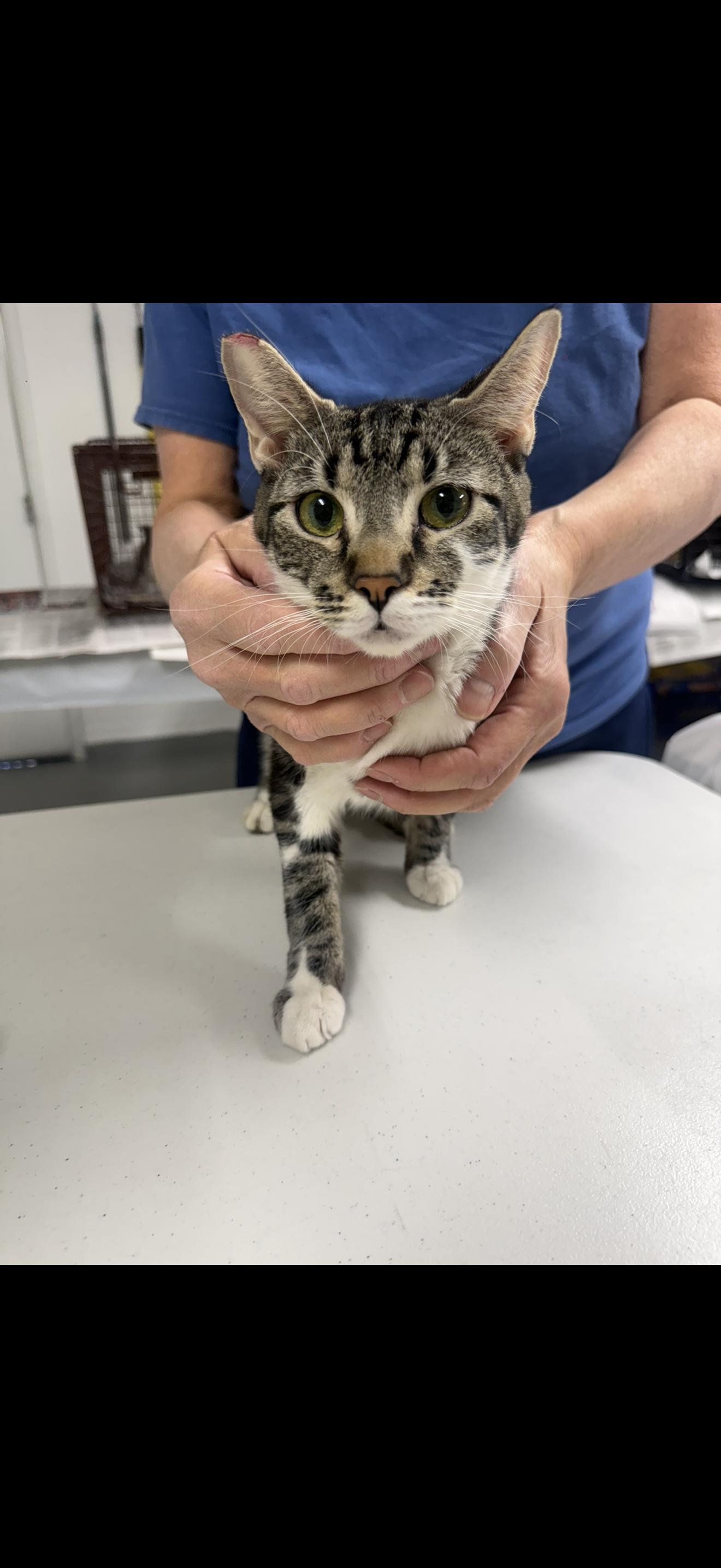 Justagirl, ADOPTABLE, Young Female Tabby.